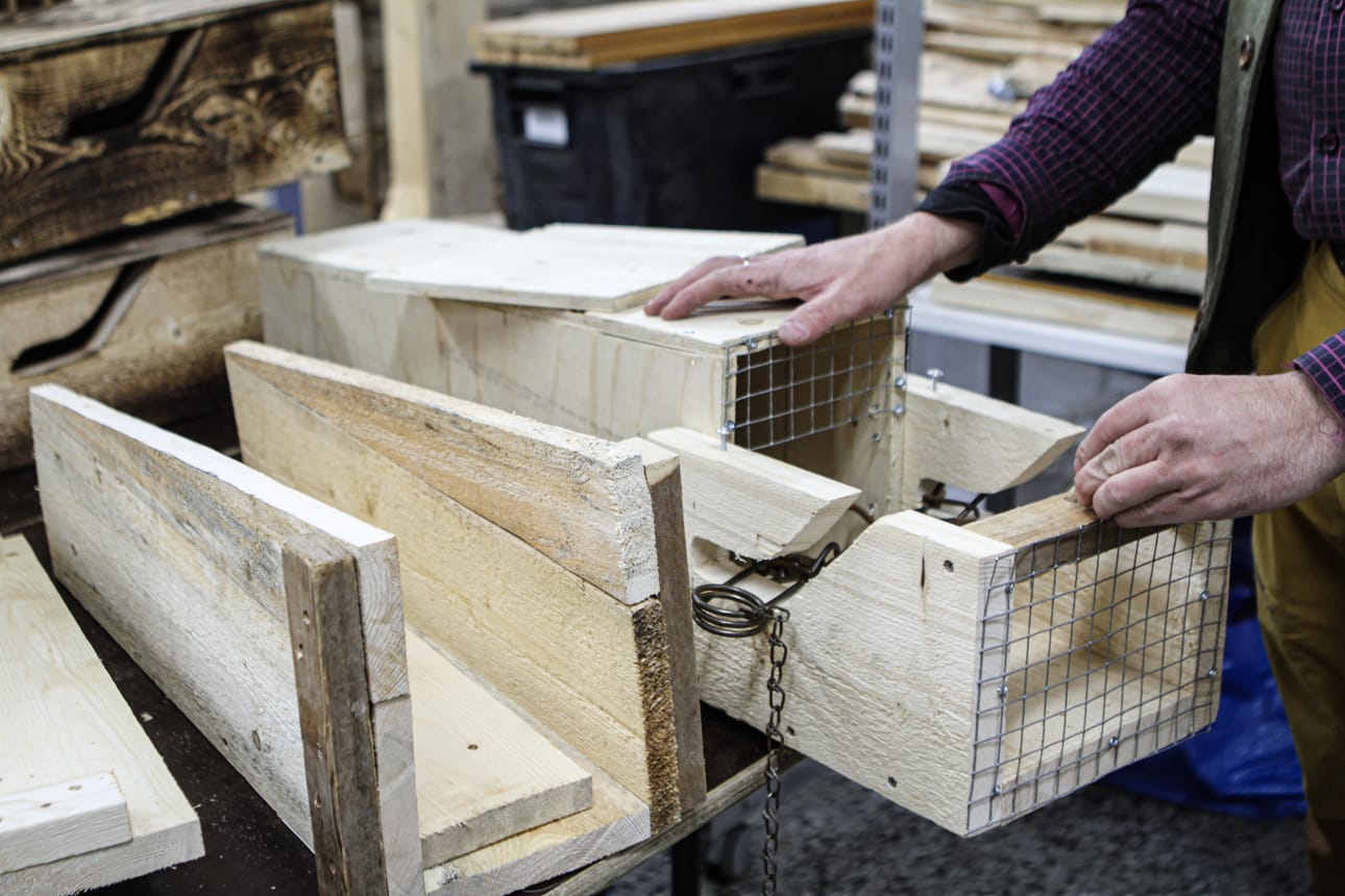 Keinulautaloukku toimii raudoilla jotka tappavat petoeläimen heti