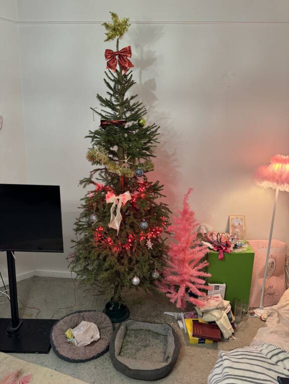 Yksiöstä löytyy peräti kaksi joulukuusta.