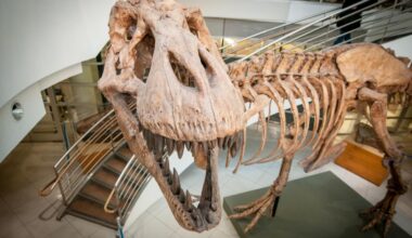 T. rexin luista löytyi uusia vuosirenkaita, jotka mullistavat käsityksemme sen kasvusta