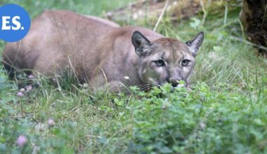 Naisen epäillään kuolleen puuman hyökkäyksessä – ensimmäinen tapaus 27 vuoteen | Uutissuomalainen