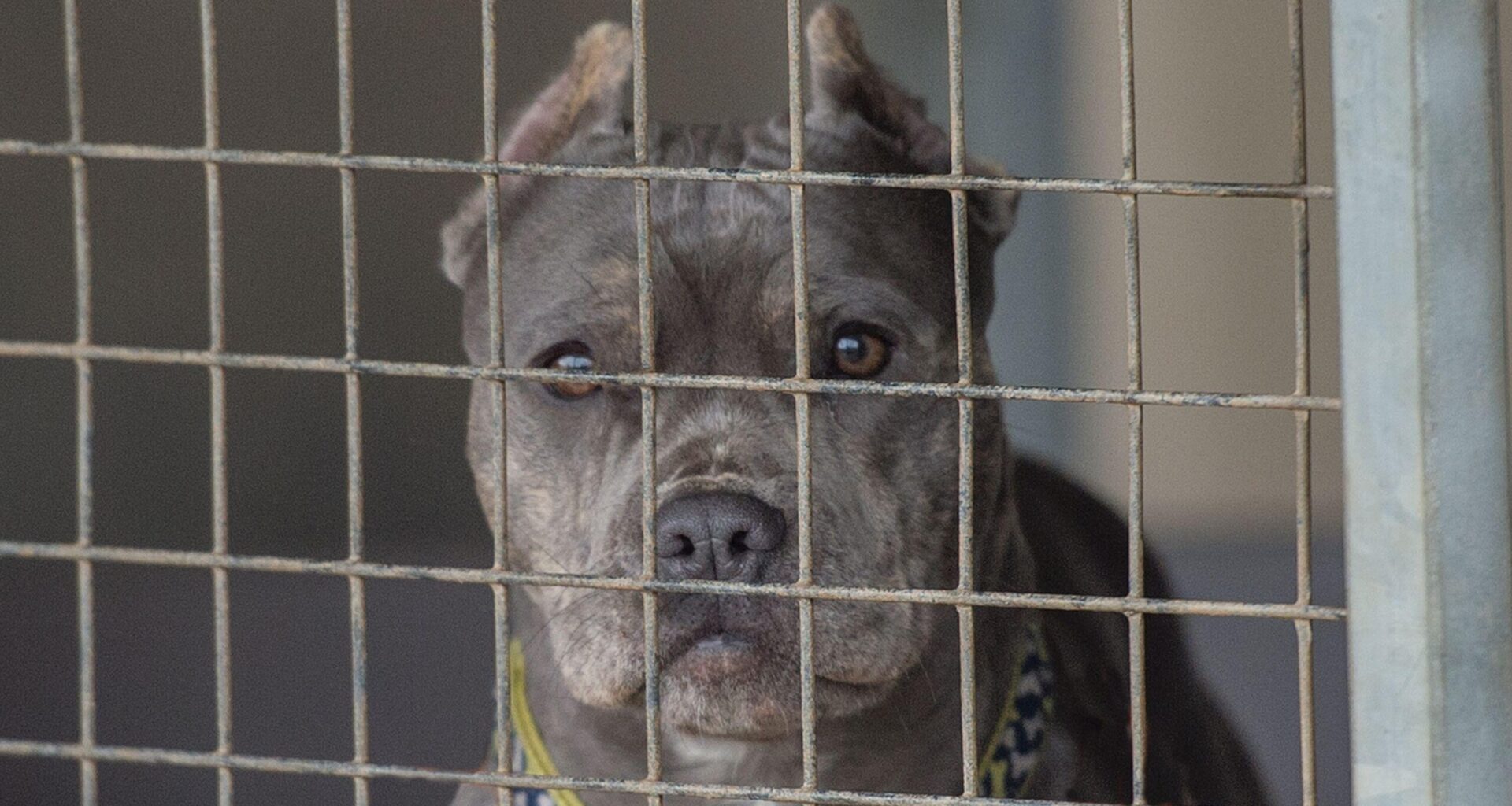 Naispari riitaantui – nuoremman koira tappoi toisen osapuolen Ruotsissa