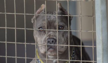 Naispari riitaantui – nuoremman koira tappoi toisen osapuolen Ruotsissa