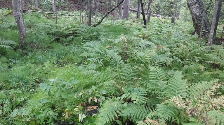 Saniaisia ja muuta vihreää aluskasvillisuutta lehtometsässä.