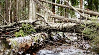 Kaatuneita puita metsässä.