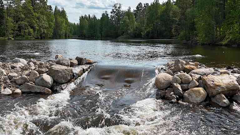 Virtaankosken vesi kuohuaa uomassa, taustalla jokea ja metsää.