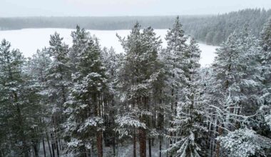 Noin 10 prosentin vähennys metsien hakkuissa saisi Suomen saavuttamaan kaikki ilmasto­tavoitteet | Kotimaa