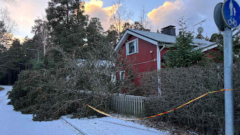 Puu on kaatunut omakotitalon pihalta osittain tielle.