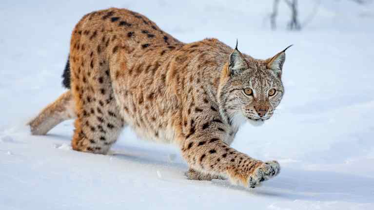 Ilves tassuttelee syvässä lumihangessa korvat pystyssä.