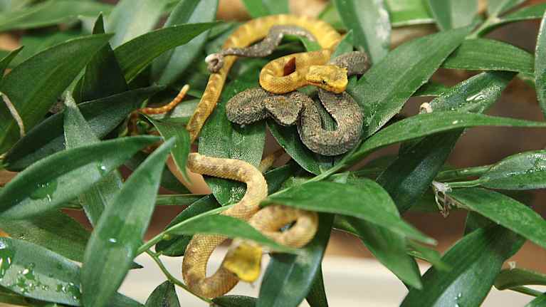 Schlegelin puukyitä vihreälehtisten oksien päällä.
