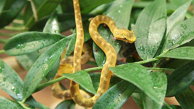 Schlegelin puukyy vihreälehtisten oksien päällä.
