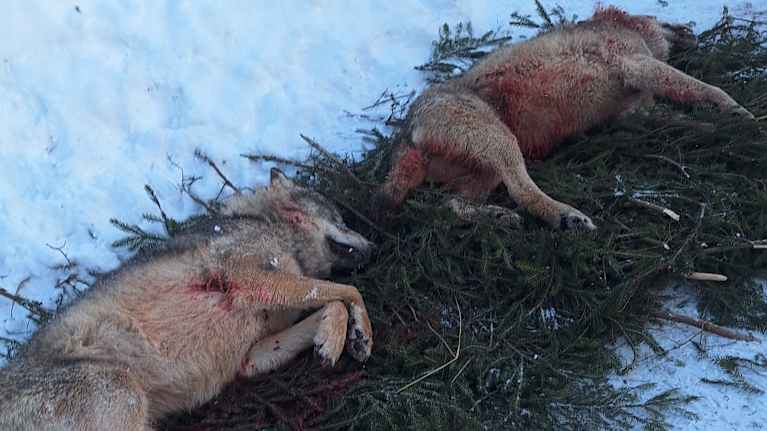 Kaksi kiintiömetsästyksessä Tohmajärvi-Kiteen alueella kaadettua sutta makaa kuusenhavujen päällä.