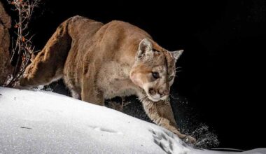 Puuman epäillään tappaneen vaeltajan Coloradossa | Uutisia lyhyesti