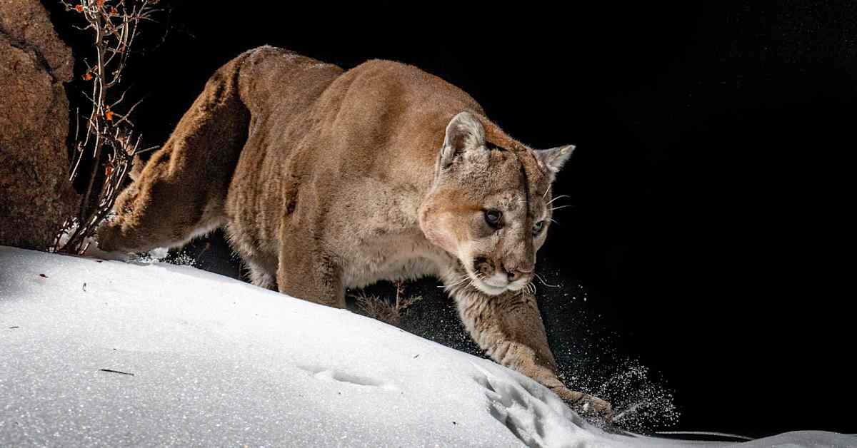 Puuman epäillään tappaneen vaeltajan Coloradossa | Uutisia lyhyesti