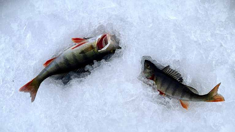 Kaksi kuollutta ahventa lumella.