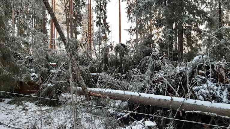 Kaatuneita puita ja sähköjohtoja Hannes-myrskyn jälkeen Seinäjoen Hyllykalliolla.