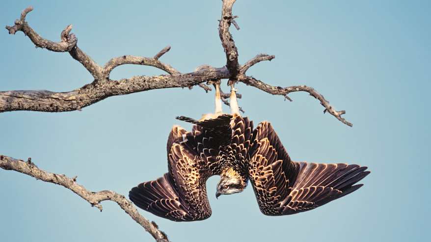 Kalasääski roikkuu puunoksasta alaspäin.