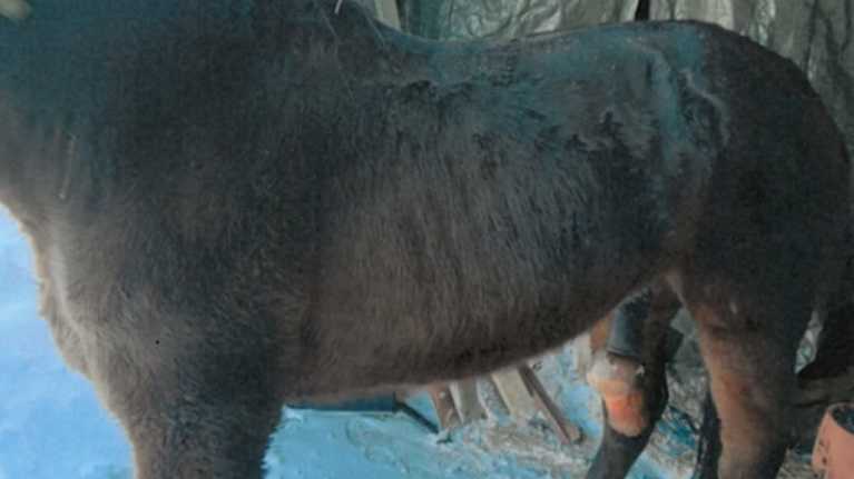 Hyvin laiha ja huonokuntoinen ruskea hevonen.