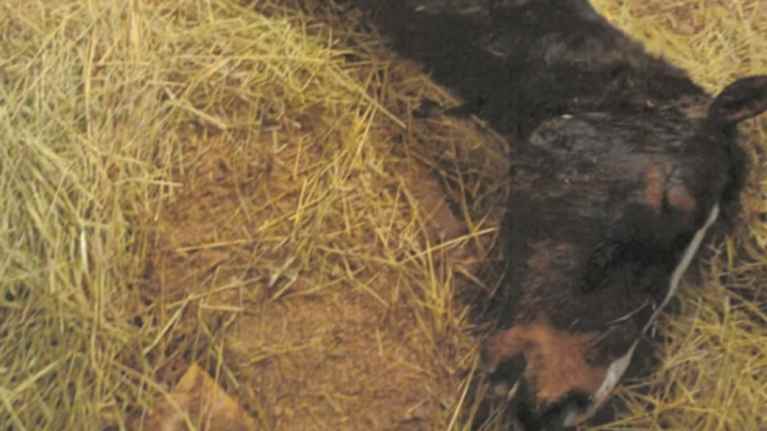 Kuollut laiha hevonen makaa tallin lattialla olkien päällä.