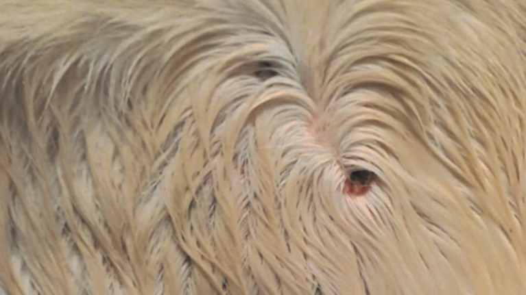 Märkiviä tulehdusalueita vaalean hevosen kyljessä.