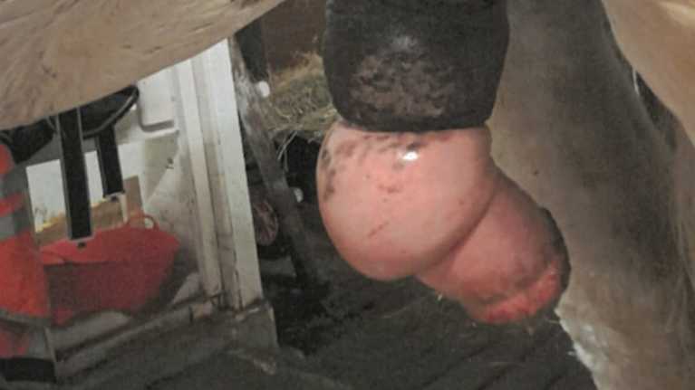 Hevosen tulehtunut penis.