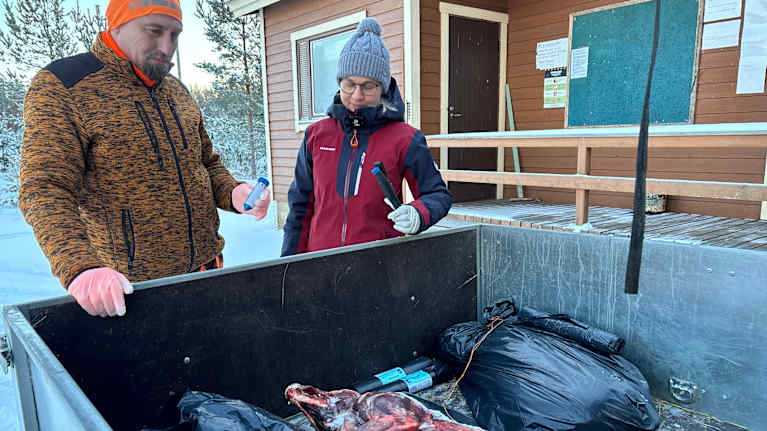 Kaksi ihmistä joista toisen kädessä on näytepurkki ja toisella puukko. Edessä on peräkärryn lava, jossa on nyljetty susi. 