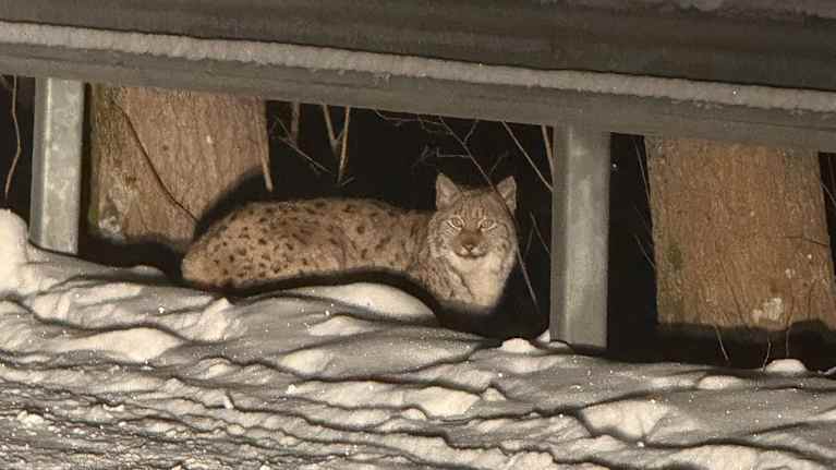 Ilves kyyhöttää tien vieressä metallikaiteen alla.