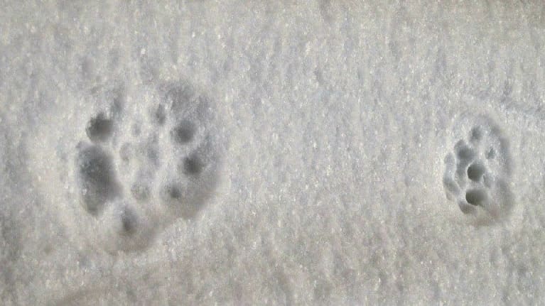 Pyöreät tassun jäljet lumella