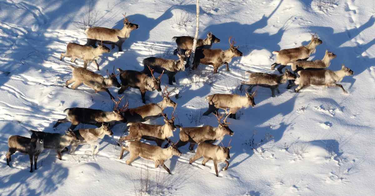 Tutkijat selvittävät, kuinka pitkään Kainuun metsäpeuroille riittää jäkälää Sotkamossa | Kainuu