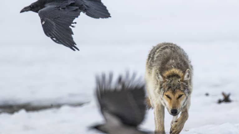 Susi ja lintuja hangella.