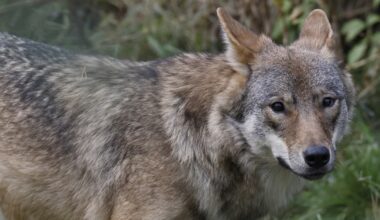 Suden metsästäminen on nyt sallittua – heti ensimmäisenä päivänä kaadettiin 12 sutta | Kotimaa