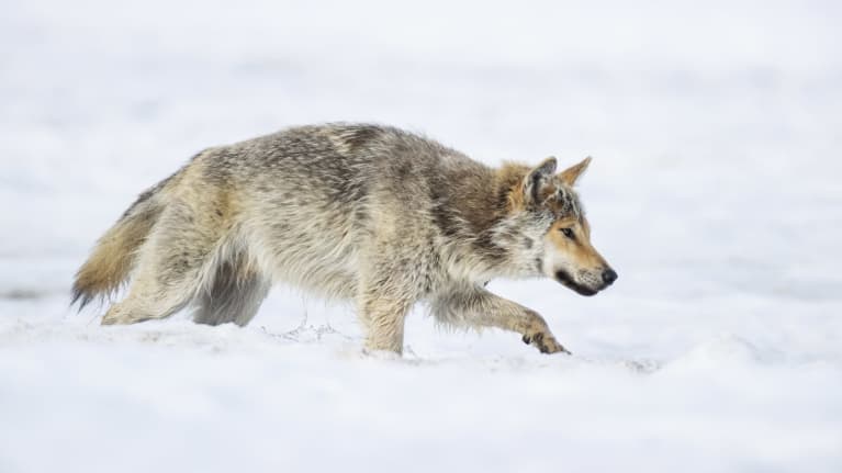 Susi hiipii lumihangessa.
