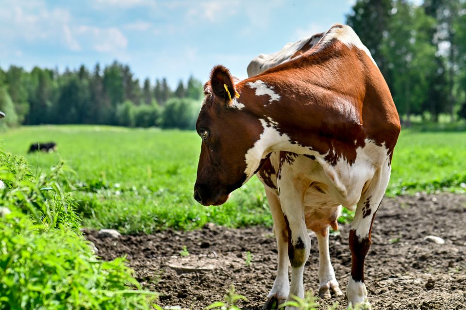 Maidontuotanto lähti Kainuussa kasvuun viime vuonna