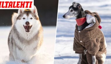 Moni koira on nyt viluissaan lenkillä – Tunnista merkit