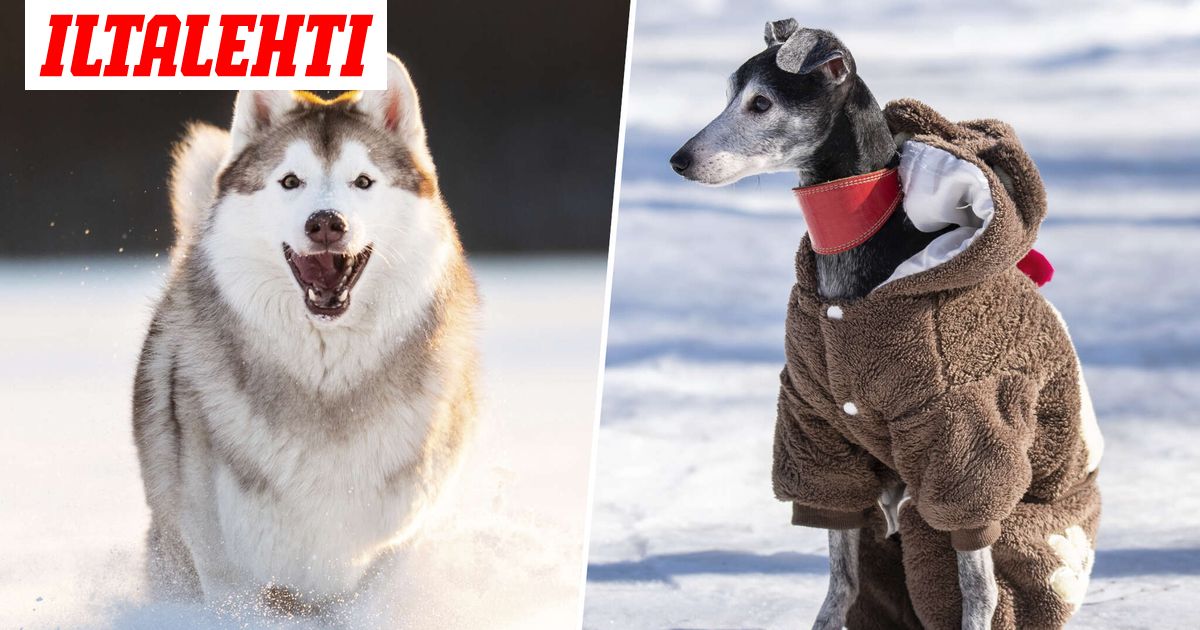 Moni koira on nyt viluissaan lenkillä – Tunnista merkit