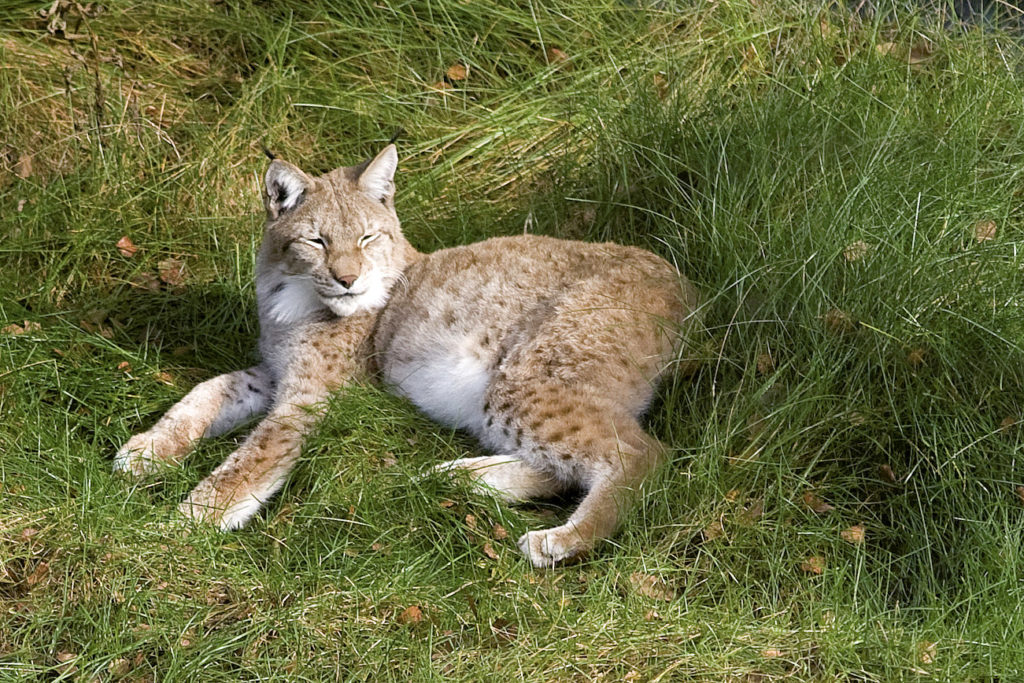Pihoissa vieraillut ilves tapettiin Keuruulla