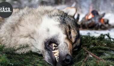 Mielipide | Suurpetojen on saatava elää osana Suomen luontoa | Pääkirjoitus & mielipide