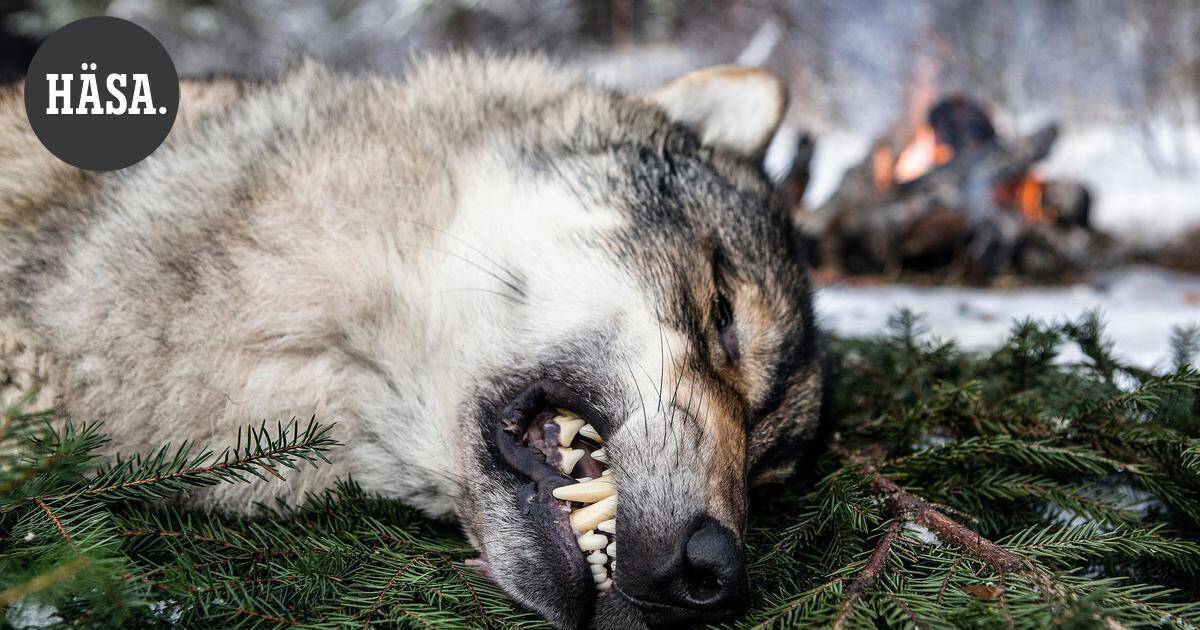 Mielipide | Suurpetojen on saatava elää osana Suomen luontoa | Pääkirjoitus & mielipide