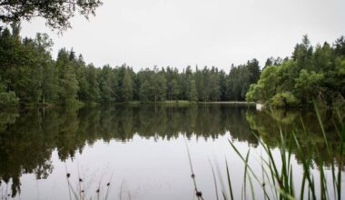 4H jatkaa Aulangon hoitoa – Joutsenlammen ympärillä nyt esteetön reitti | Paikalliset