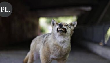 Suden paluu: Hämeen susi kaadettiin Tammelassa reilu 50 vuotta sitten – Se johti suden rauhoittamiseen | Paikalliset