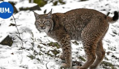 Porvoon keskustassa liikkuneen ilveksen matka loppui poliisin luotiin | Paikalliset