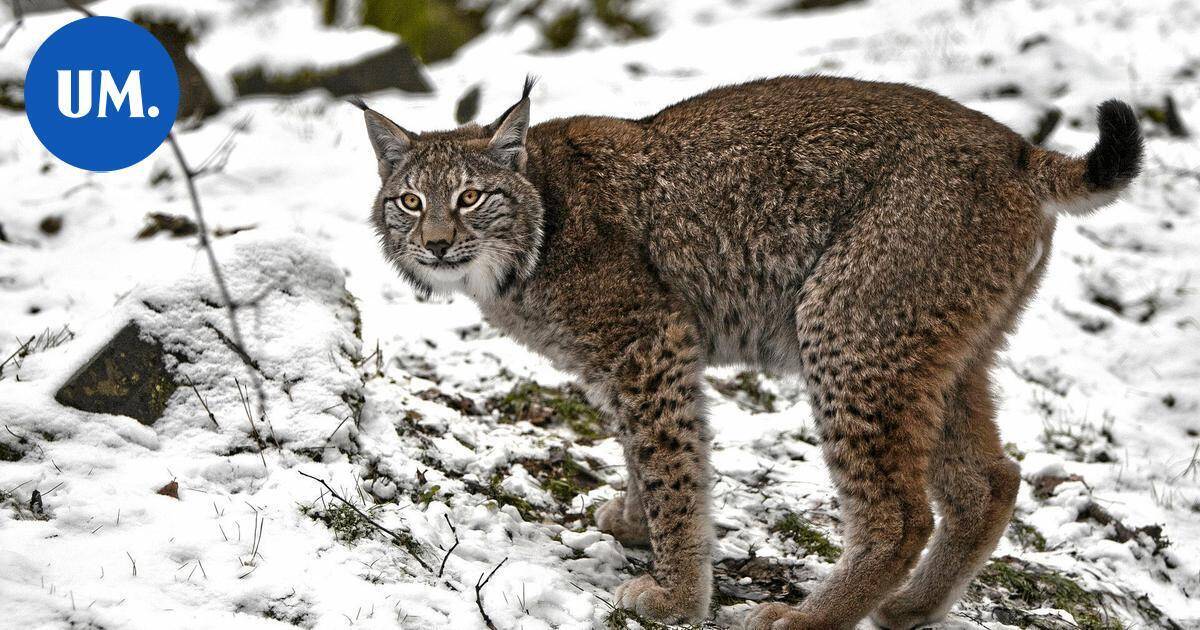 Porvoon keskustassa liikkuneen ilveksen matka loppui poliisin luotiin | Paikalliset