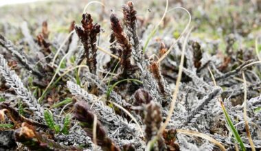 Sään ääri-ilmiöt ovat yleistyneet arktisella alueella