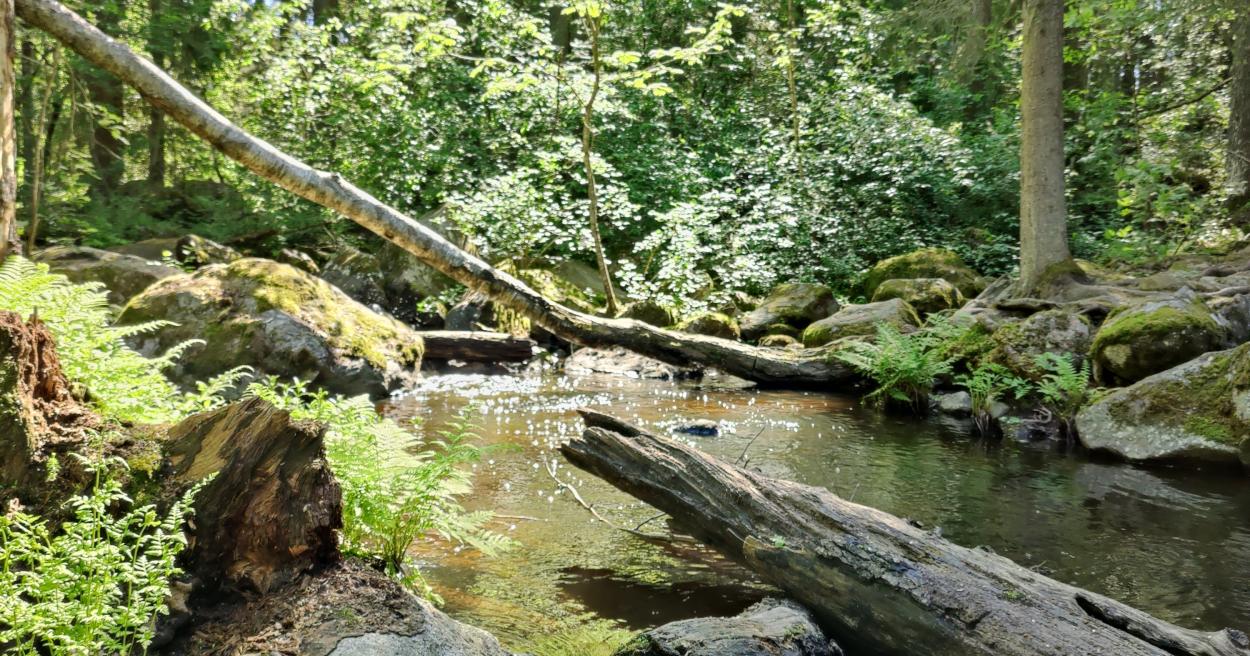 Peltolammi-Pärrinkosken luonnonsuojelualue [Tampereen kaupunki - Luonto ja ympäristö - Luonnonsuojelu