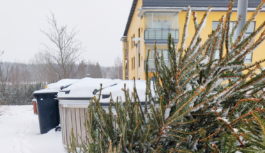 Joulukuusien keräys on alkanut: vie kuusi sekajäteastian viereen