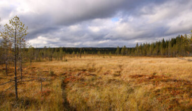 Pohjois-Pohjanmaalla suojellaan liki 40 hehtaaria tuulivoimayhtiöiden tuella