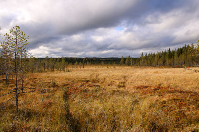 Pohjois-Pohjanmaalla suojellaan liki 40 hehtaaria tuulivoimayhtiöiden tuella