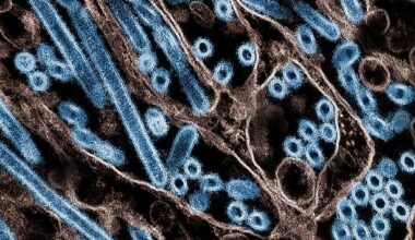 Tämä virusmutaatio herättää huolta tutkijoissa – Voi kehittyä "joksikin hyvin vakavaksi"