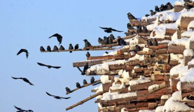 Luonto | Naakka on osittaismuuttaja