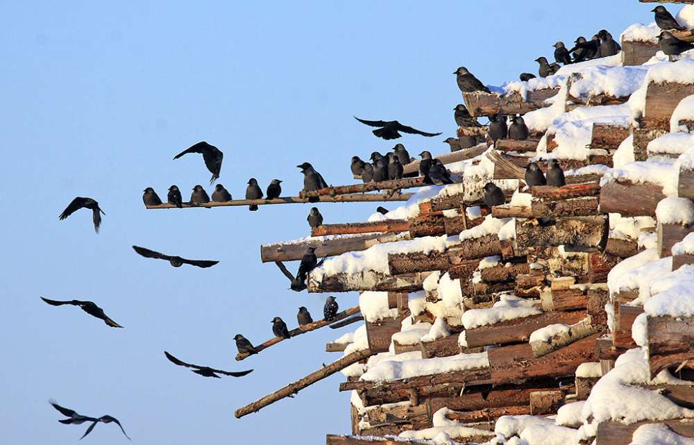 Luonto | Naakka on osittaismuuttaja