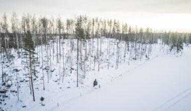 Metsätilakauppa rikkoi ennätyksiä – metsävähennyksen nosto voi kiihdyttää kauppaa tänä vuonna - Maaseudun Tulevaisuus